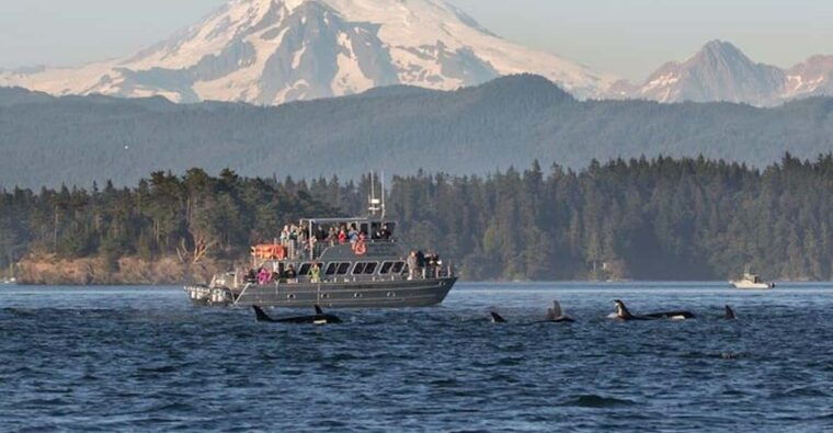 orcas-island-whale-and-orca-guided-speedboat-tour