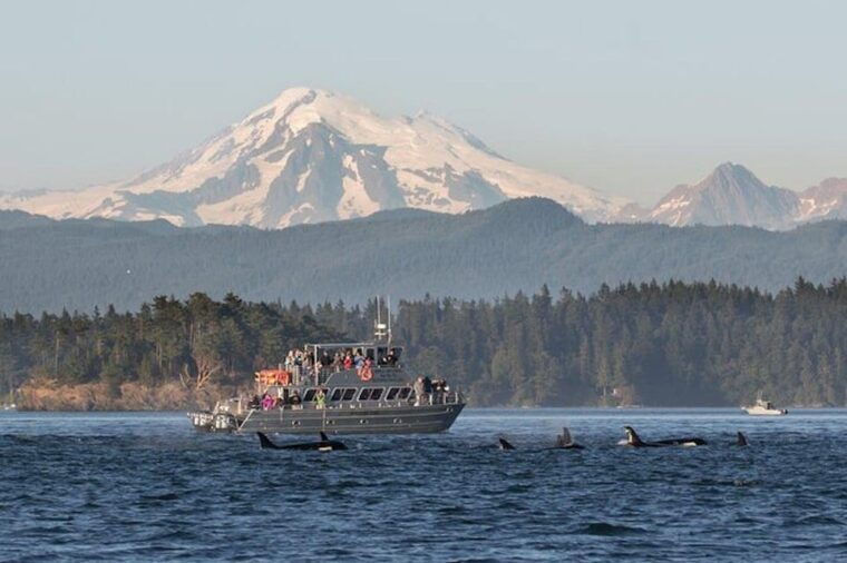 orcas-island-whale-and-orca-guided-speedboat-tour