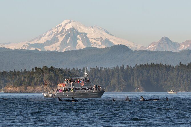Orcas Island Whale Watching - What Is This Whale Watching Tour All About?