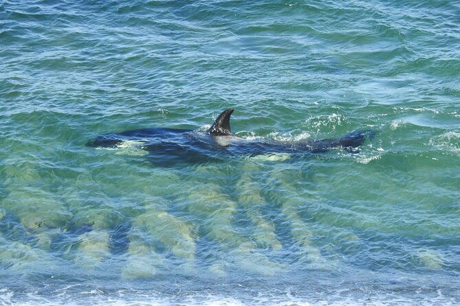 orcas-private-tour-puerto-madryn-caleta-valdes-or-punta-norte