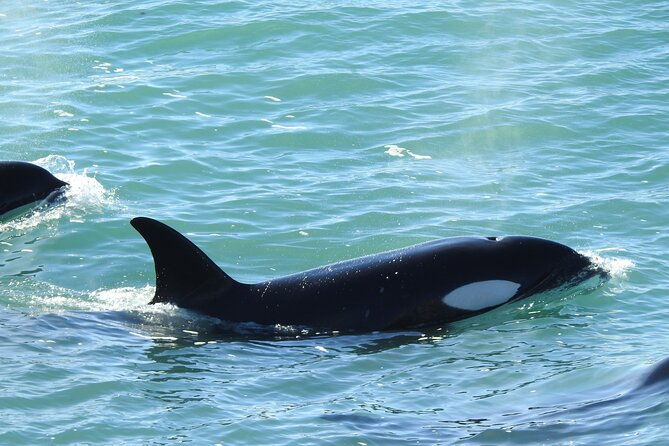 orcas-private-tour-puerto-madryn-caleta-valdes-or-punta-norte