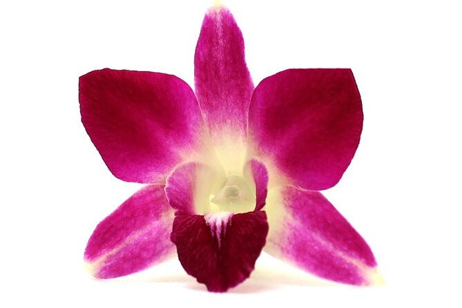 orchid-airport-lei-greeting-maui-kahului-airport-ogg