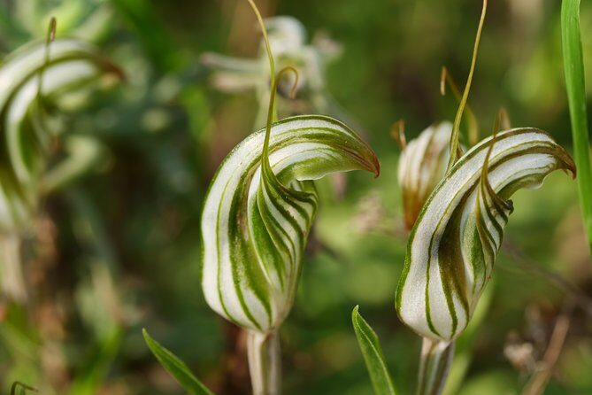 Orchids and Wildflowers Photographic Day tour from Perth - FAQ