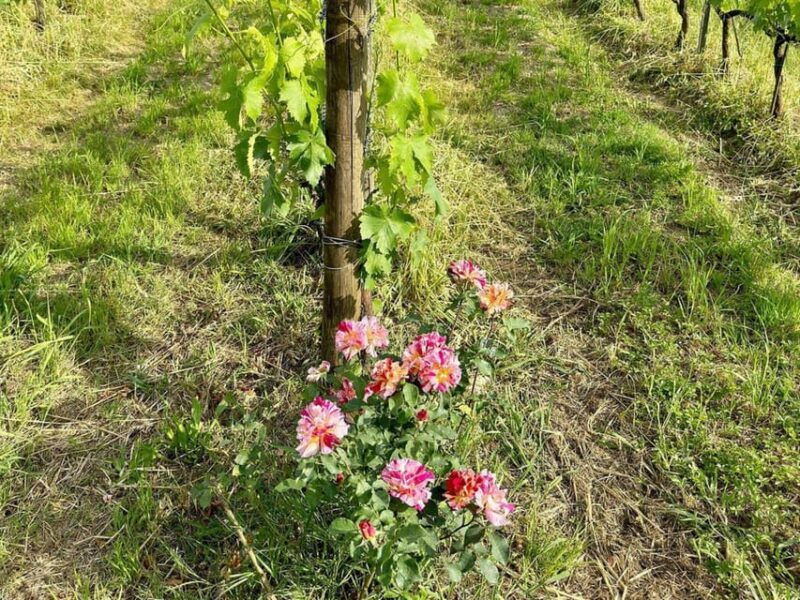 organic-and-biodynamic-winery-tour-and-tasting-in-lucca