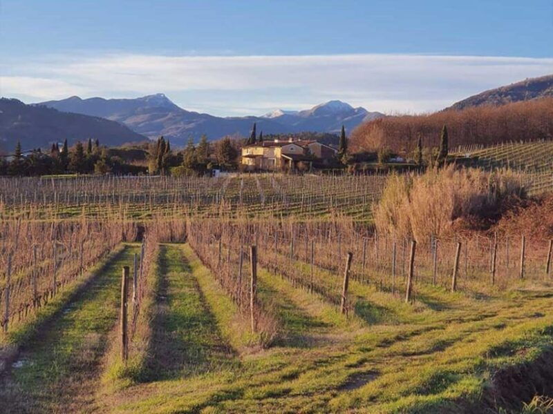 organic-and-biodynamic-winery-tour-and-tasting-in-lucca