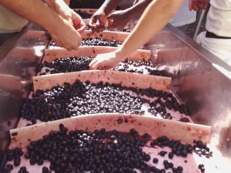 organic-and-biodynamic-winery-tour-and-tasting-in-lucca