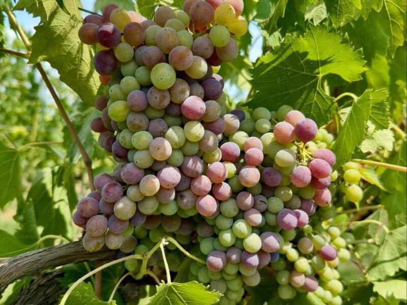 organic-and-biodynamic-winery-tour-and-tasting-in-lucca
