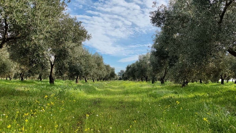 Organic EVOO tasting and guided visit to a family-run organic olive grove - An Inside Look at the Tour