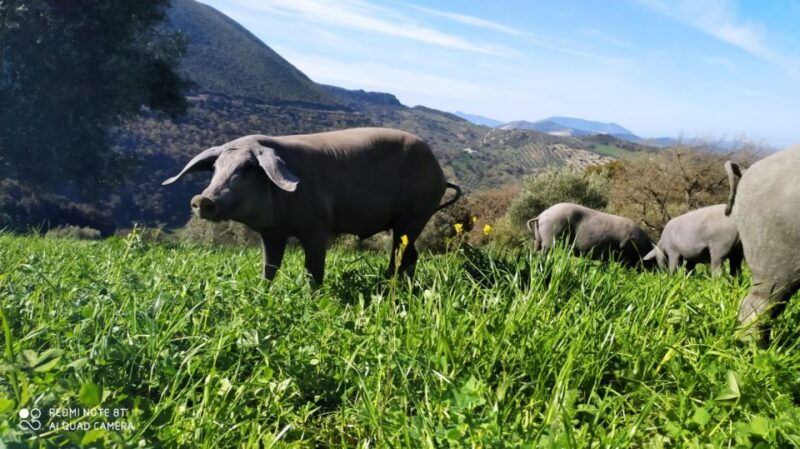 organic-iberian-pig-farm-experience-foodecofriendly