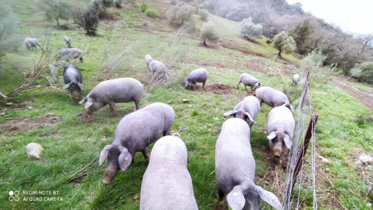 organic-iberian-pig-farm-experience-foodecofriendly