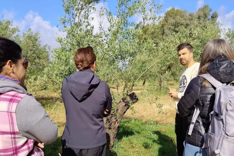 Organic olive oil tasting and visit to a family olive grove with fruit and a gift - Key Points