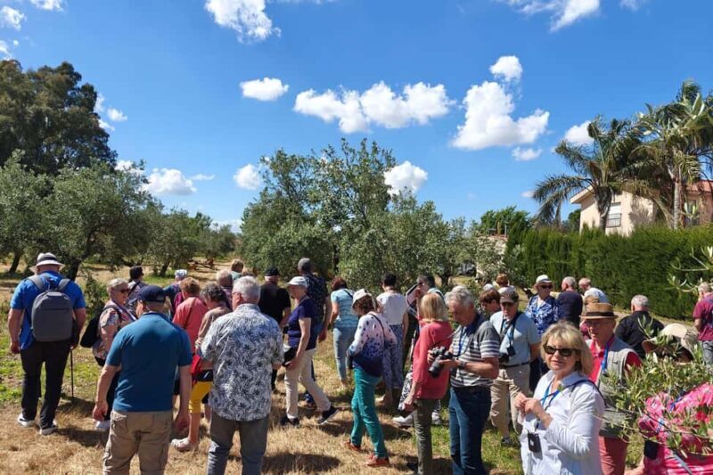 Organic olive oil tasting and visit to a family olive grove with fruit and a gift - The Guided Tasting: Recognizing Quality and Nuance