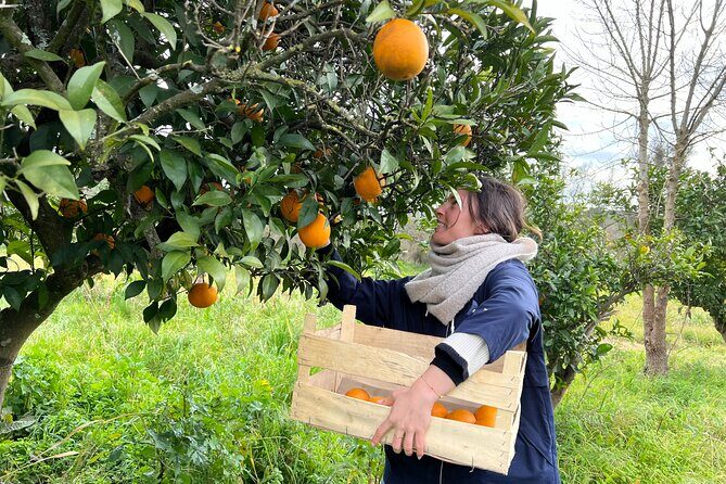 Organic Orange Picking & Jam Making with Farm-to-Table Lunch - Organic Orange Picking & Jam Making with Farm-to-Table Lunch: An Authentic Algarve Day