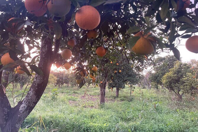 Organic Orange Picking & Jam Making with Farm-to-Table Lunch - Who Would Love This Experience?