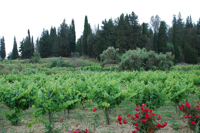 organic-wine-tasting-in-kefalonia