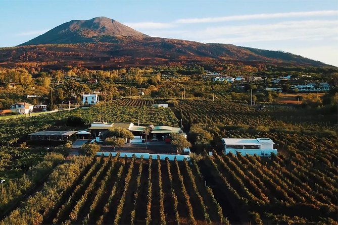 organic-wine-tasting-lunch-on-vesuvius-with-transfer-from-sorrento-peninsula