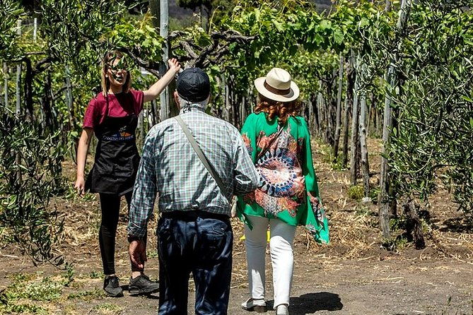 organic-wine-tasting-lunch-on-vesuvius-with-transfer-from-sorrento-peninsula