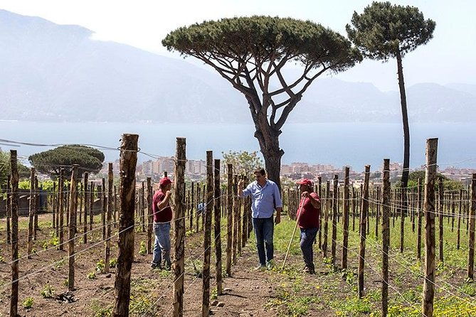 organic-wine-tasting-lunch-on-vesuvius-with-transfer-from-sorrento-peninsula