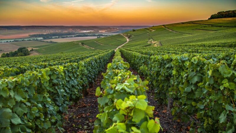 organic-wine-tasting-with-saint-paul-half-day-tour-from-nice