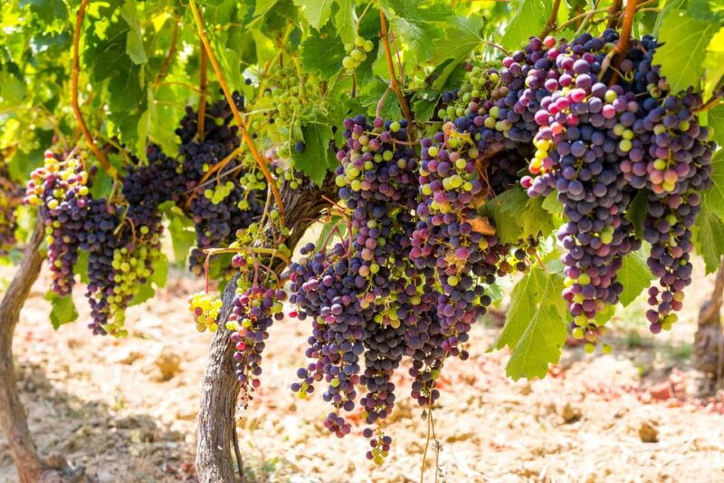 organic-wine-tasting-with-saint-paul-half-day-tour-from-nice