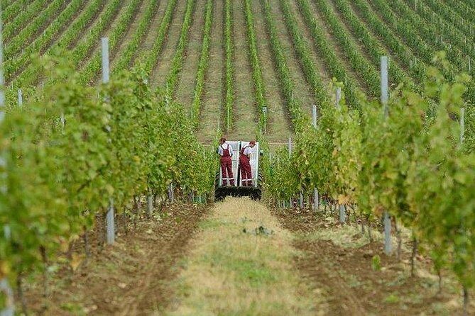 Organic Wine Tour Shamakhi with Local Lunch - The Experience from the Reviews