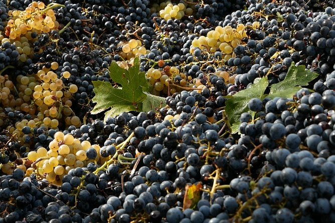 organic-winery-tour-with-full-lunch-from-assisi