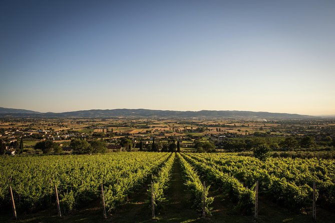 organic-winery-tour-with-full-lunch-from-assisi