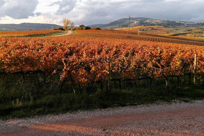 organic-winery-tour-with-full-lunch-from-assisi