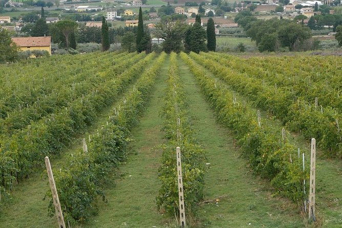 organic-winery-tour-with-full-lunch-from-assisi