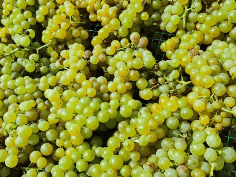 Organic Winery Visit & Wine Tasting with Food in Pavia - FAQs