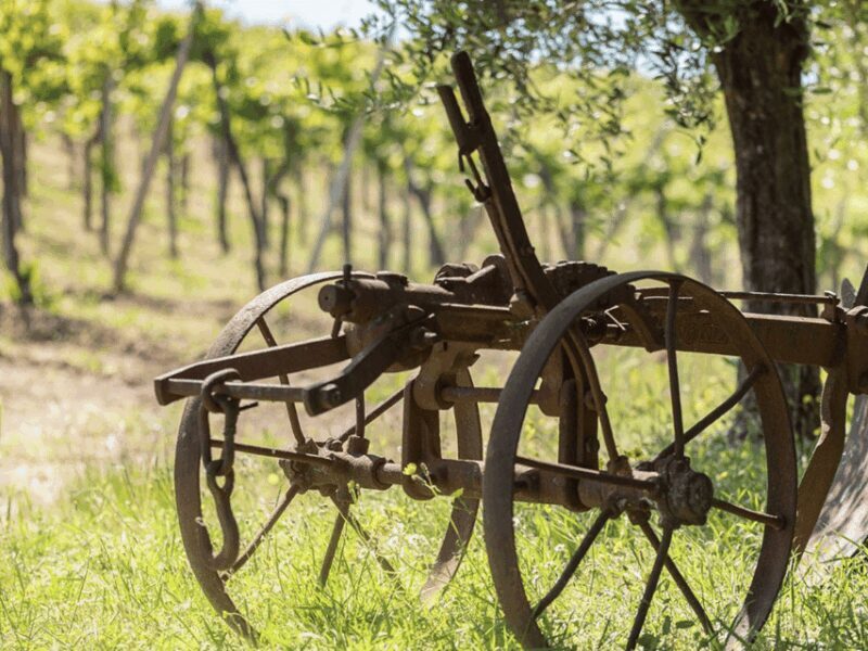 Organic Winery Visit & Wine Tasting with Food in Pavia - Final Thoughts