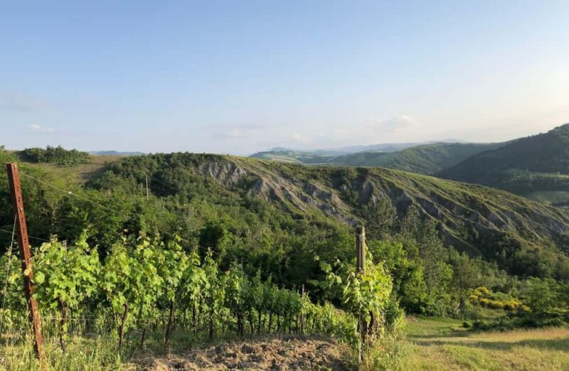 Organic Winery Visit with Wine & Food Tasting in Bologna - Organic Winery Visit with Wine & Food Tasting in Bologna