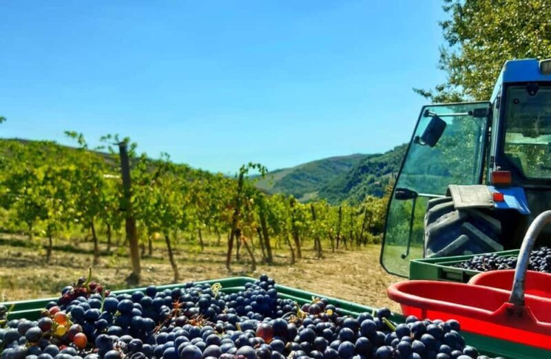 Organic Winery Visit with Wine & Food Tasting in Bologna - Final Thoughts