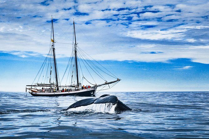 Original Carbon Neutral Whale Watching Tour from Húsavík - A Deep Dive into the Experience