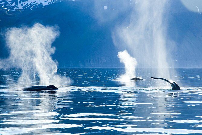 Original Carbon Neutral Whale Watching Tour from Húsavík - Real Experiences from Travelers