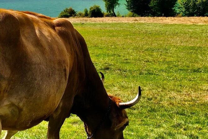 original-carpathian-village-experience-and-sinaia-in-one-day-tour