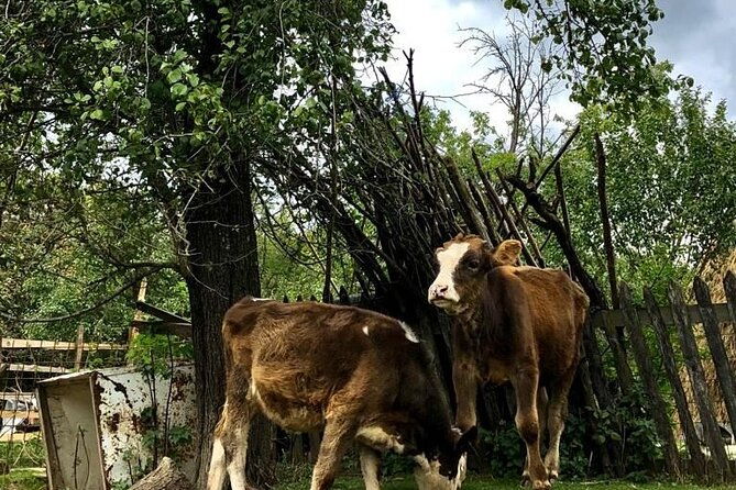 original-carpathian-village-experience-and-sinaia-in-one-day-tour