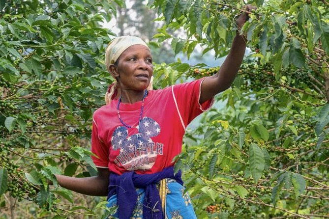 original-historic-coffee-farm-guided-tour-with-transfer