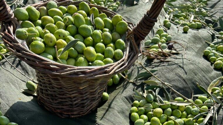 oristano-visit-a-farm-with-oil-tasting