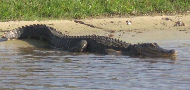 orlando-airboat-safari-with-transportation