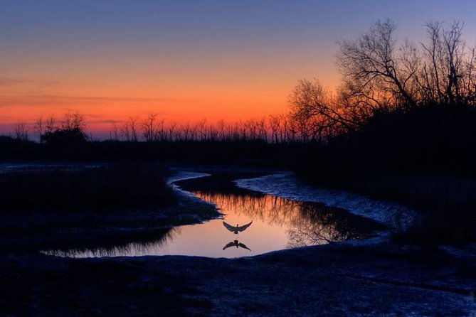 orlando-alligator-experience