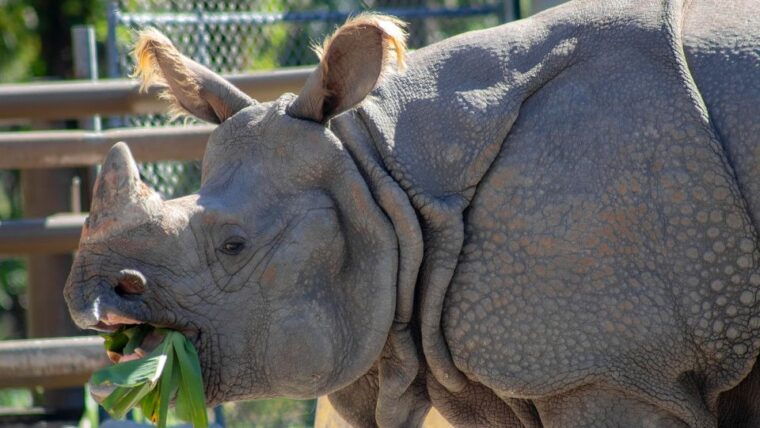 orlando-central-florida-zoo-skip-the-line-ticket
