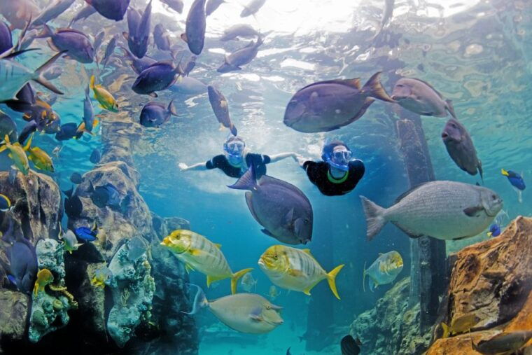 orlando-discovery-cove-admission-ticket-additional-parks