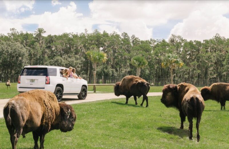 orlando-drive-thru-safari-park-at-wild-florida
