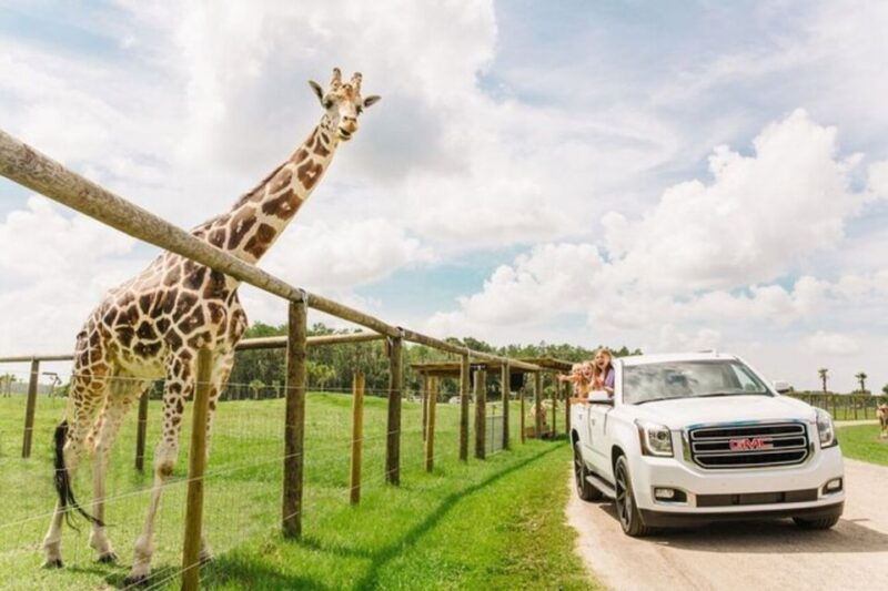 orlando-drive-thru-safari-park-at-wild-florida