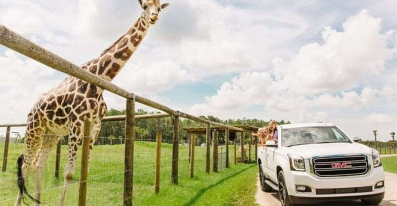 orlando-drive-thru-safari-park-at-wild-florida