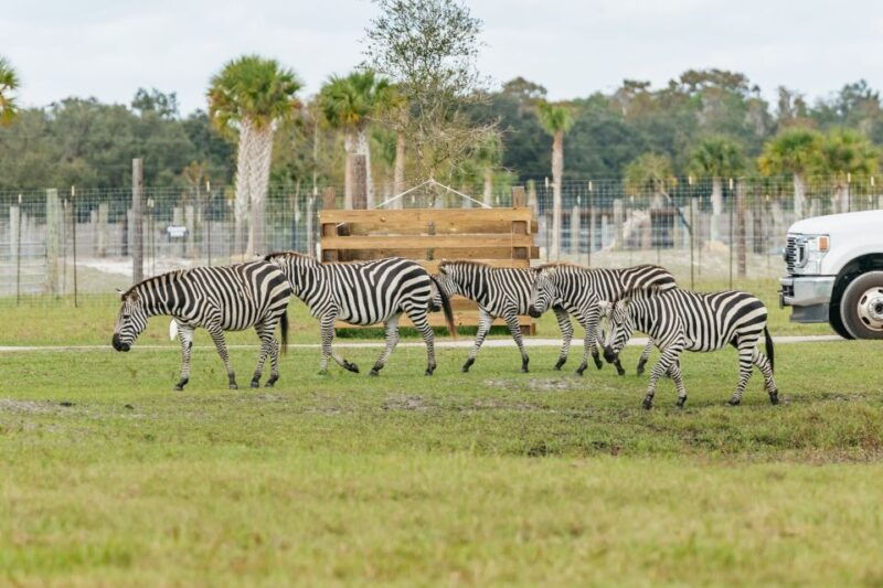 orlando-drive-thru-safari-park-at-wild-florida