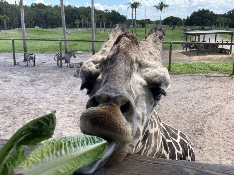 orlando-drive-thru-safari-park-at-wild-florida