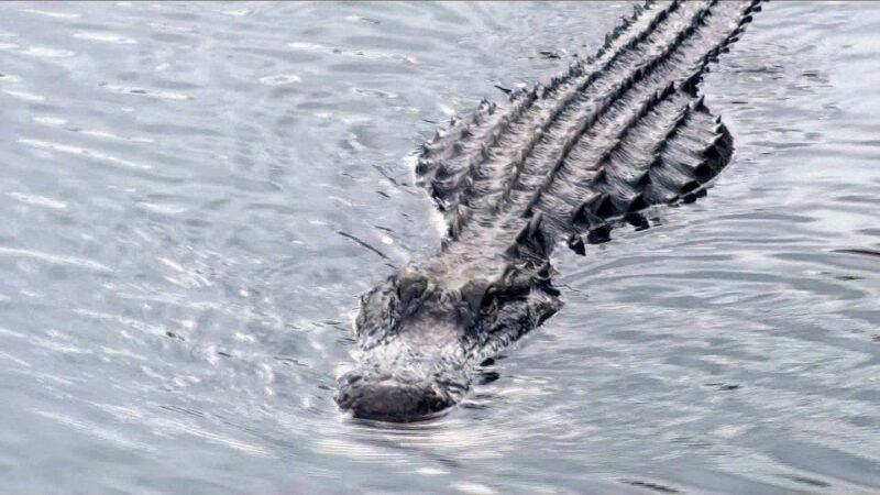 orlando-everglades-airboat-ride-and-wildlife-park-ticket