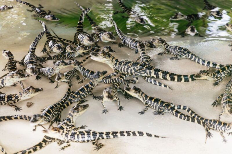 orlando-gatorland-skip-the-line-ticket